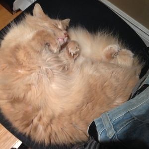 Meet your Posher, Hoàng